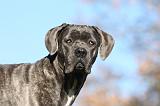 CANE CORSO 950